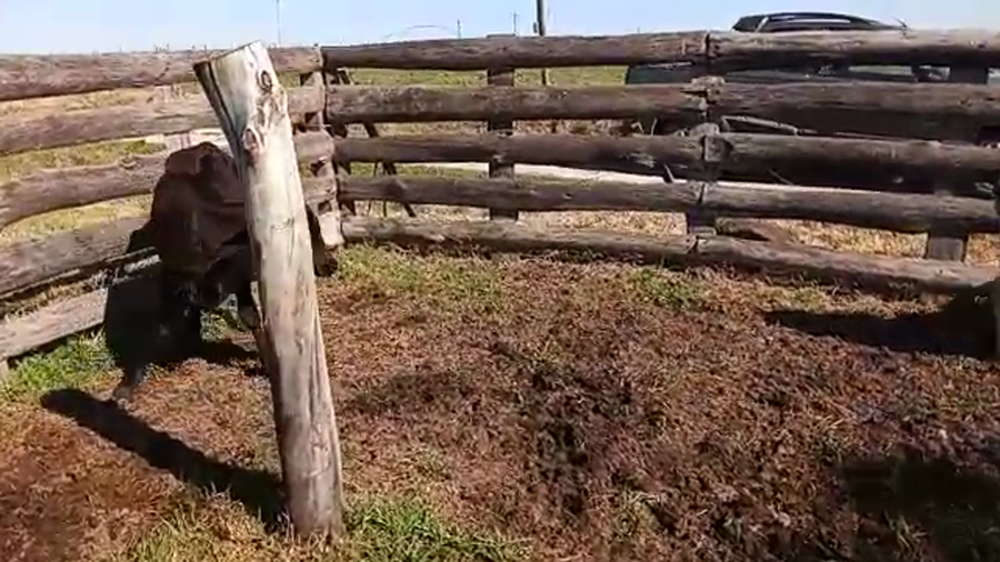 Lote 3 Terneros y Terneras HOLANDO a remate en PANTALLA CAMY - SAN JOSE  1500 VACUNOS 230kg - , San José