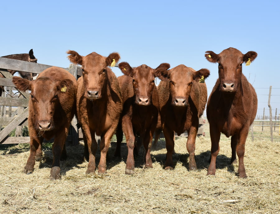 Lote HEMBRAS PURAS CONTROLADAS(COLORADA)(Corral 59)