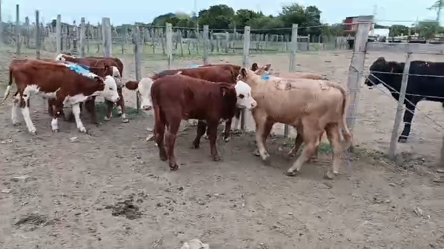 Lote 10 Terneros a remate en Pantalla Camy - Aniversario 31 Años, San José