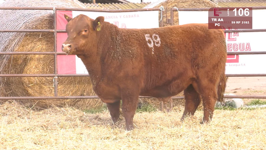 Lote TOROS ANGUS COLORADOS  PC