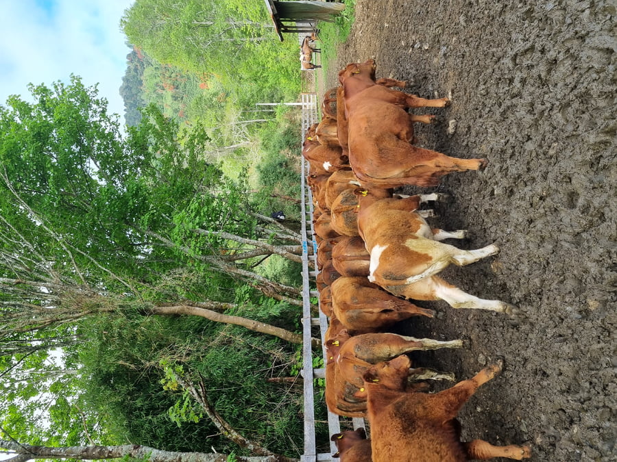 Lote 60 Ternero en Futrono, XIV Región Los Ríos