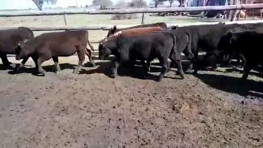 Lote 65 Terneros/as en Urdinarrain, Entre Ríos