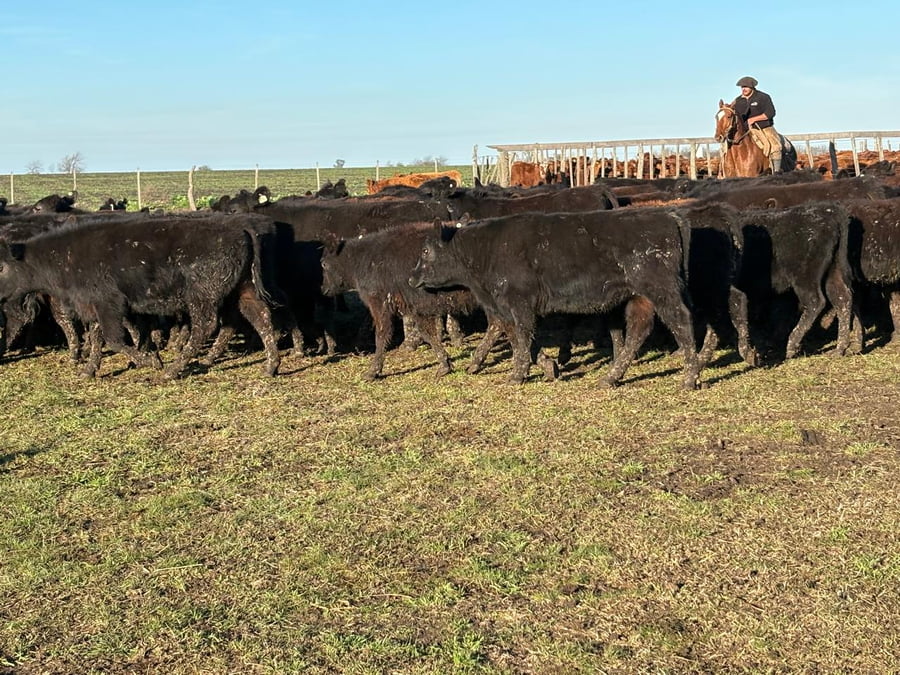 Lote 60 Terneras en Entre Ríos, Villaguay