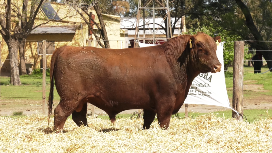 Lote TOROS PUROS CONTROLADOS