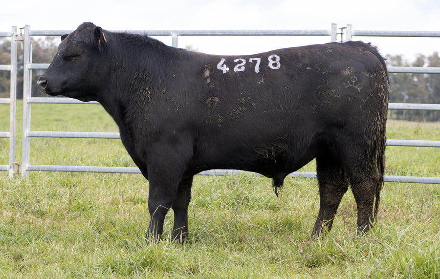 Lote ABERDEEN ANGUS SA - Angus NEGROS