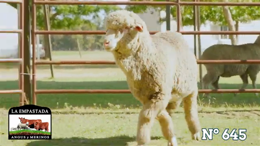 Lote Merino Australiano
