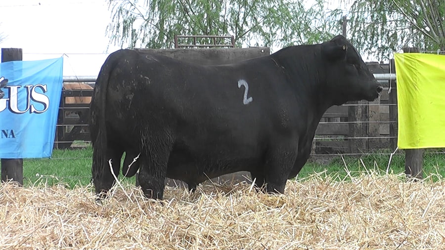 Lote TOROS ANGUS PUROS CONTROLADOS