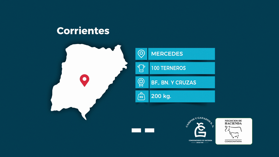Lote 100 Terneros en Corrientes, Mercedes