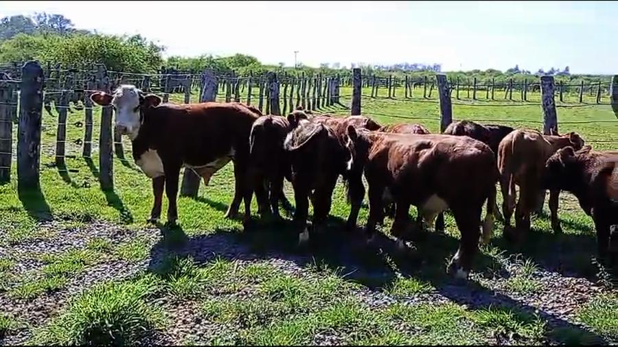 Lote 10 Terneros en Corrientes, Curuzú-Cuatiá