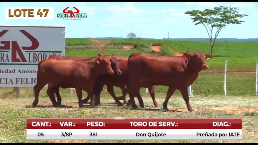 Lote LOTE 47