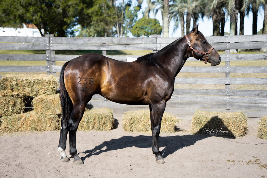 Lote GENIO APOLLO CACH