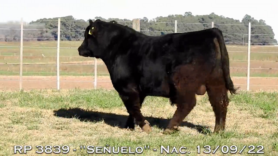 Lote TOROS PUROS DE PEDIGREE
