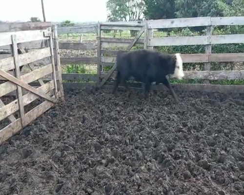 Lote 30 Vaquillonas 1 a 2 años ANGUS Y CRUZA a remate en Pantalla Camy 190 - 210kg - , San José