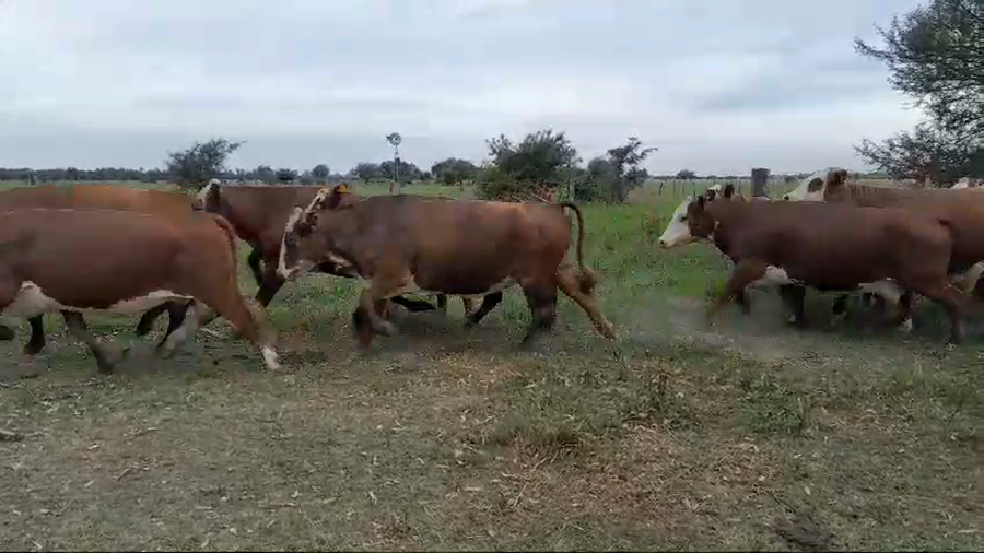 Lote 30 Vacas Braford en San Justo, Santa Fe