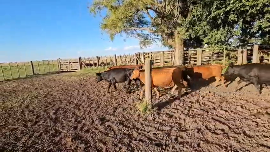 Lote 67 NOVILLITOS en Gral. Lamadrid