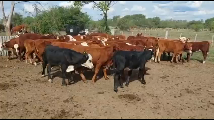 Lote 60 Terneros/as en La Paz, Entre Ríos