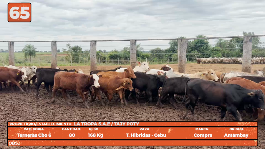 Lote LOTE 65