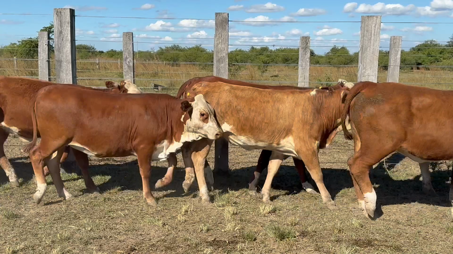 Lote 60 Terneras en Corrientes, Mercedes
