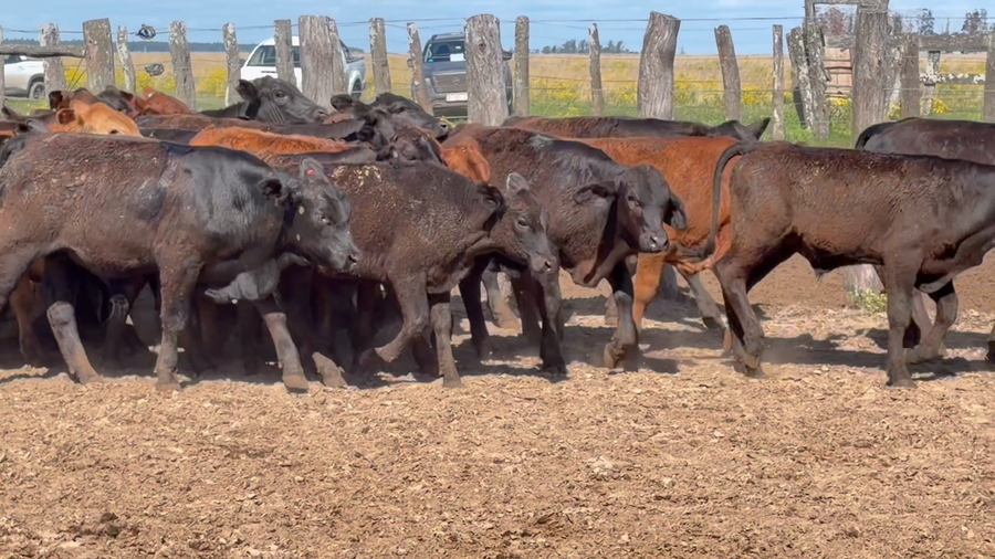 Lote 70 Terneros