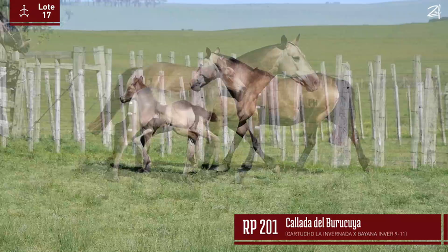 Lote CALLADA DEL BURUCUYA