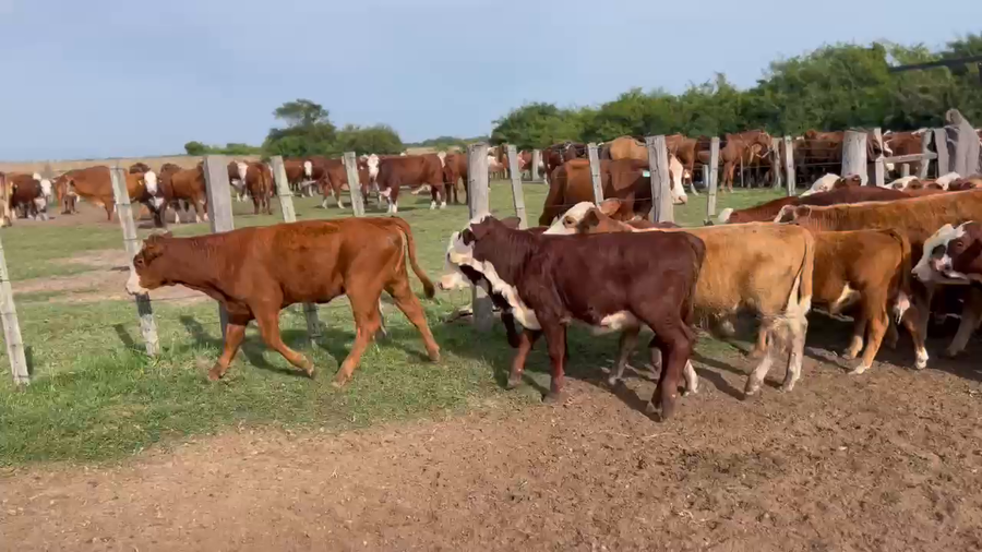 Lote 90 Terneros/as en Corrientes, Tabay