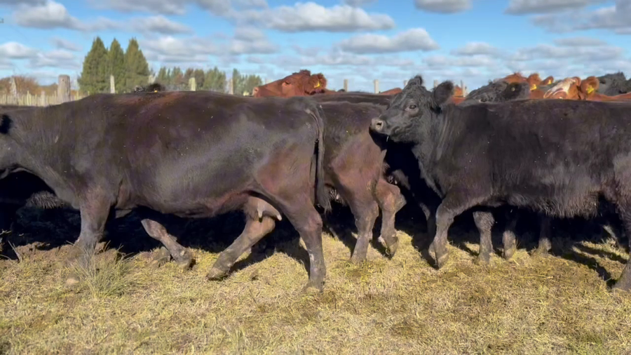 Lote 54 Vacas de invernar