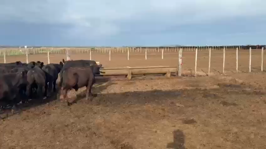 Lote 125 Terneros en America