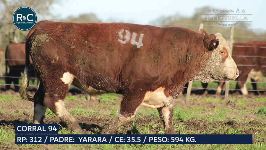 Lote Toro Hereford