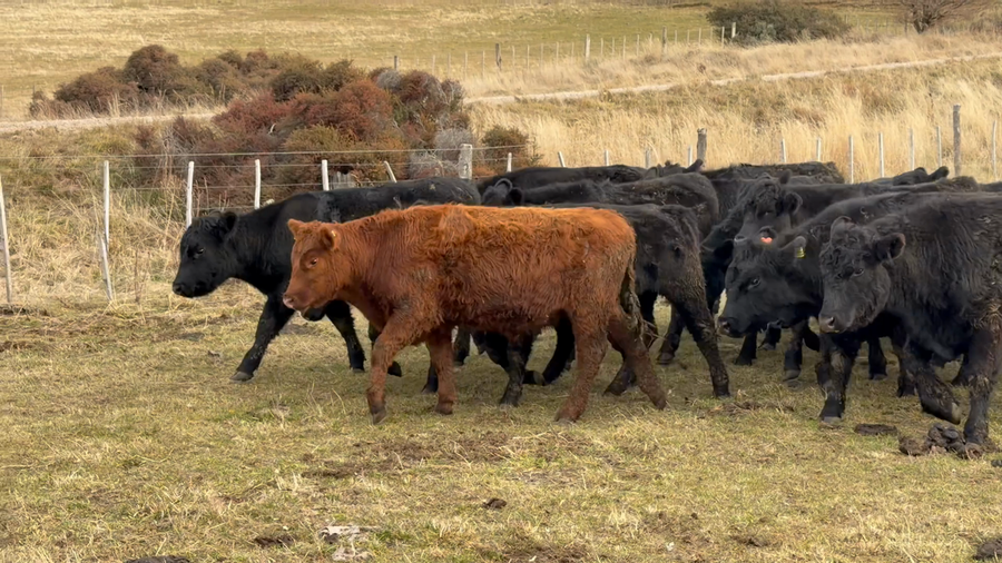 Lote 24 Novillo Engorda en Coyhaique, XI Región Aysén