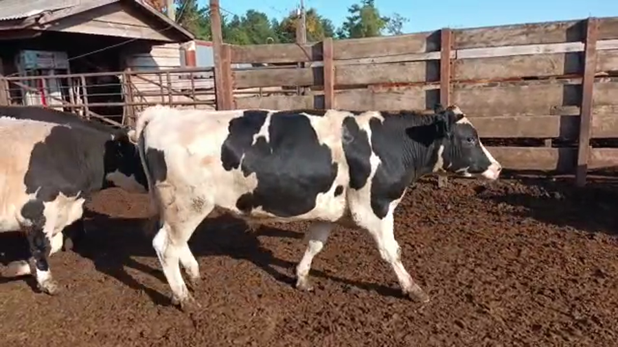 Lote 20 Novillo Gordo en Los Ángeles, VIII Región Biobío