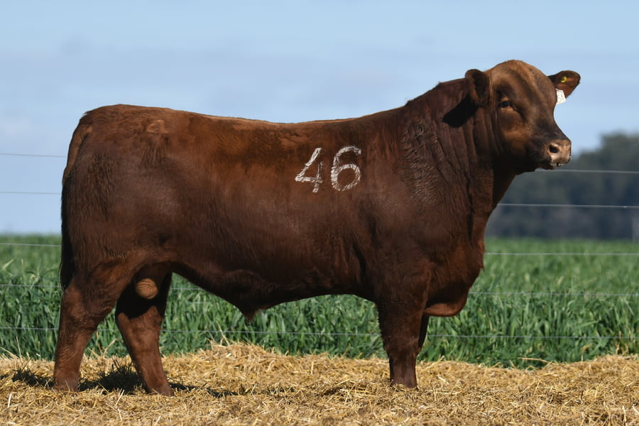 Lote TORO ANGUS PC