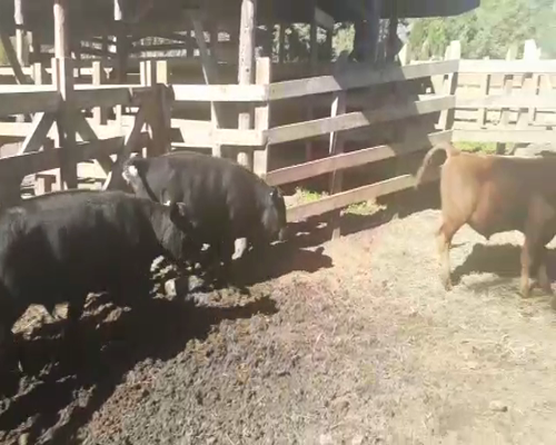 Lote 80 Ternero en Cunco, IX Región Araucanía