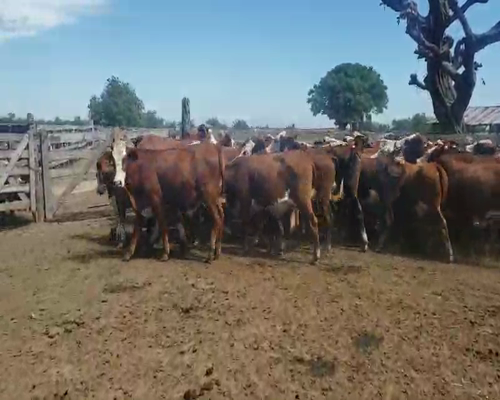 Lote 62 Novillos en Itatí, Corrientes