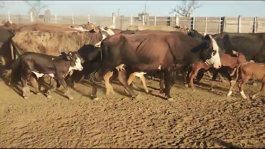 Lote 40 Vacas nuevas C/ cria en Tintina, Santiago del Estero