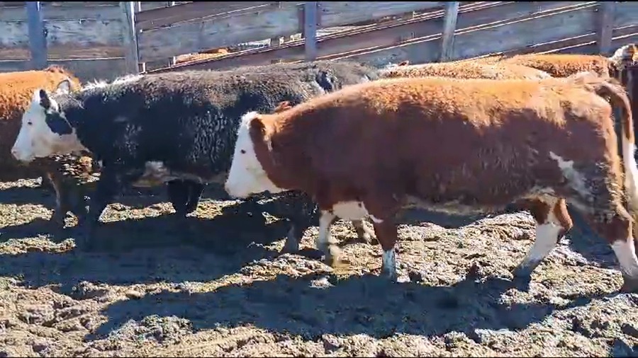 Lote 20 Vaquilla Gorda en Los Ángeles, VIII Región Biobío