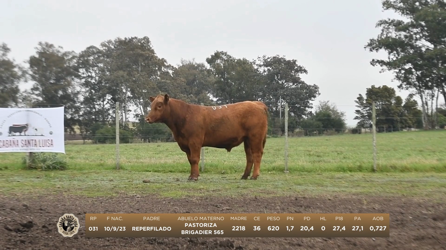 Lote Lote 1 Angus - Santa Luisa
