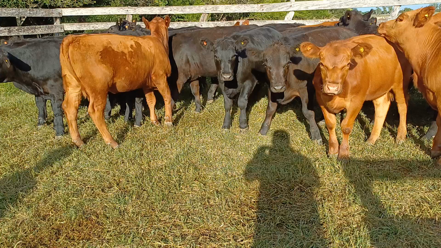 Lote 65 Terneras en Villa Elisa, Entre Ríos