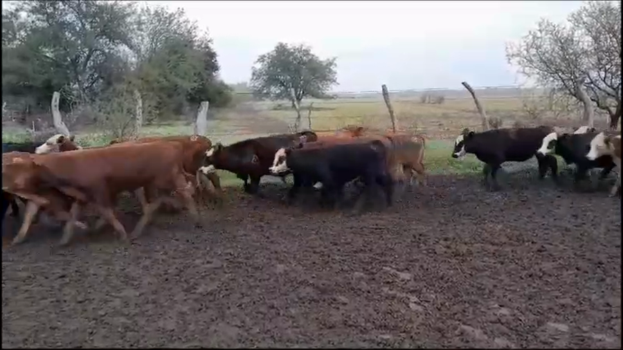 Lote 70 Terneras en Villaguay, Entre Ríos