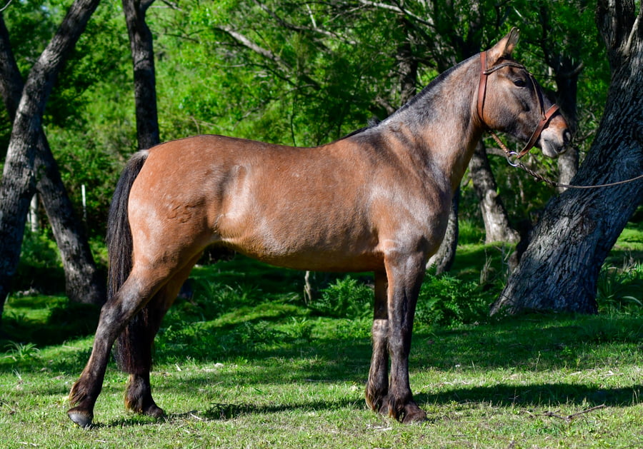 Lote Milonga Cartujana