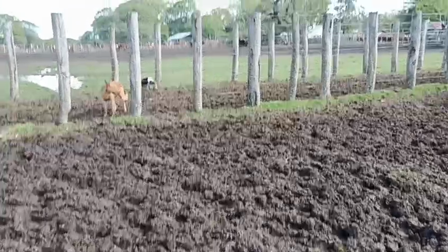 Lote 46 Vacas nuevas C/ gtia de preñez