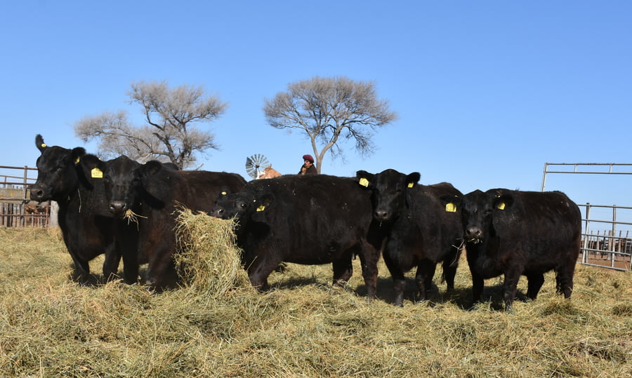 Lote VAQUILLONAS PC CON GARANTÍA DE PREÑEZ (Corral 1)