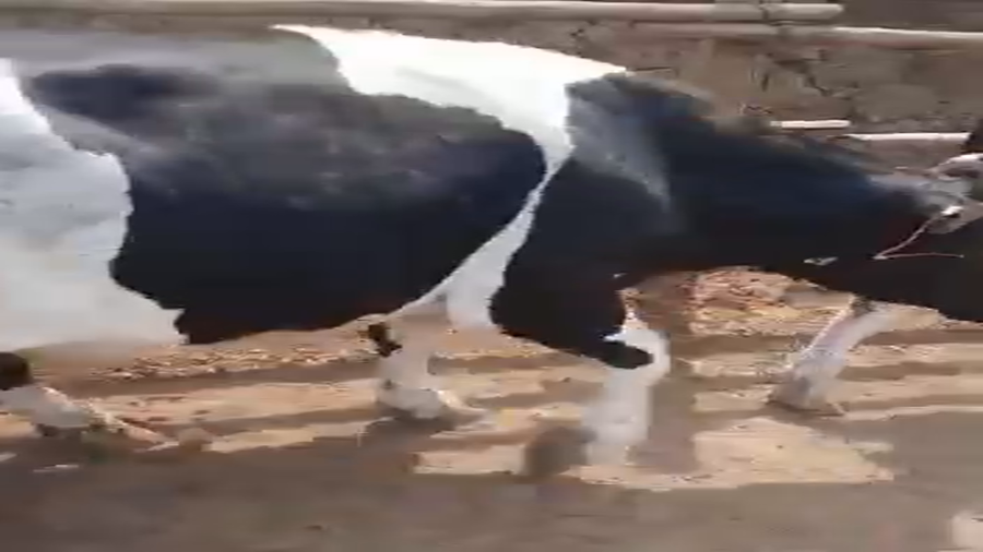 Lote 40 Novillo Gordo en Melipilla, Región Metropolitana