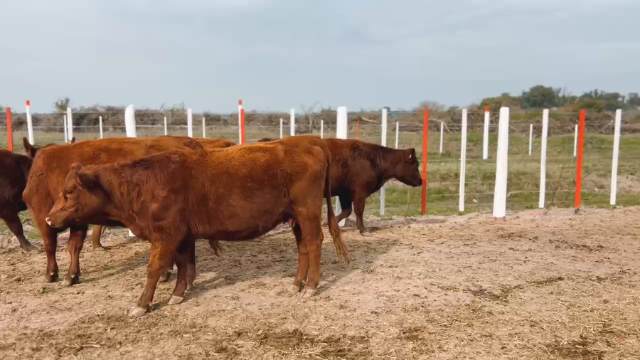 Lote 12 Vaquillonas C/ gtia de preñez en Brandsen, Buenos Aires