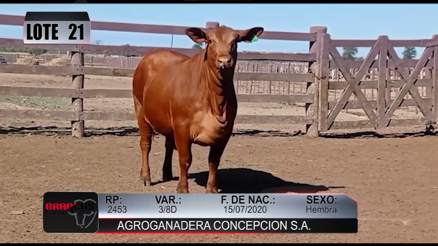 Lote Nacional de Otoño Brangus Campo - Lote 21