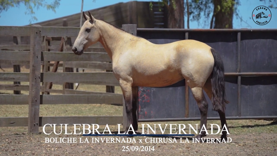 Lote Culebra La Invernada