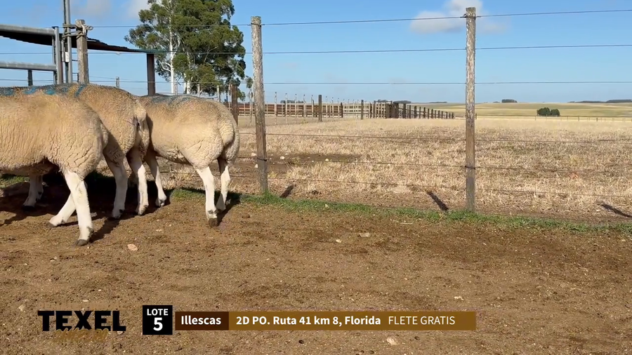 Lote 3 Corderas a remate en Segundo Remate - Texel Campero, Rivera