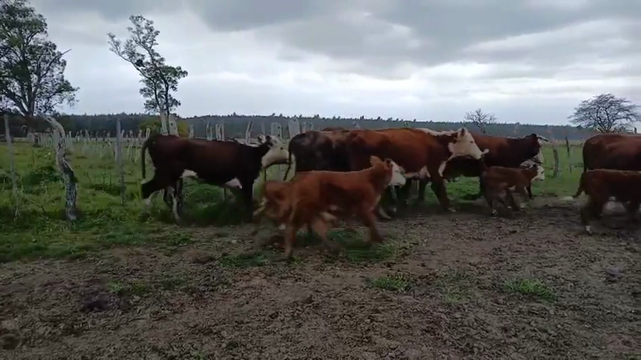 Lote 112 Vacas usadas paridas