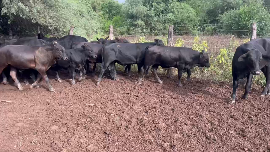 Lote 85 Terneros/as en Juan José Castelli, Chaco