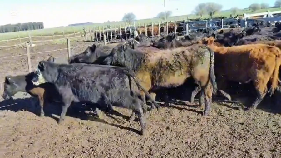 Lote 200 Terneros en DOLORES