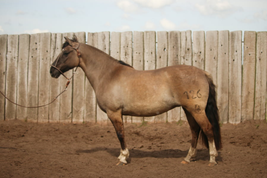 Lote LACAMPANA IMPERIAL
